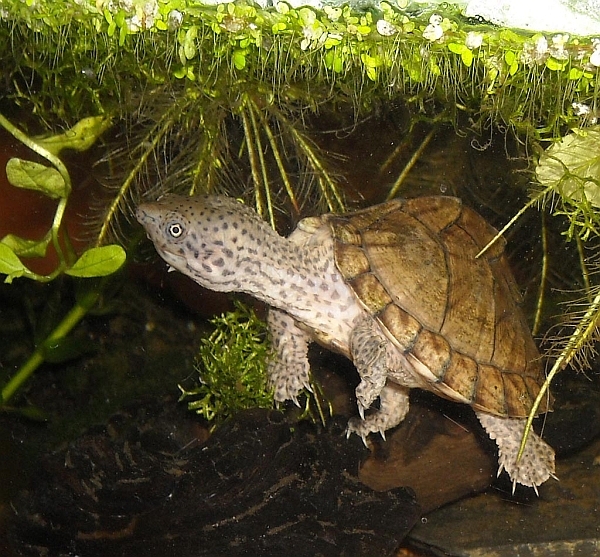 DachMoschusschildkröte Sternotherus carinatus
